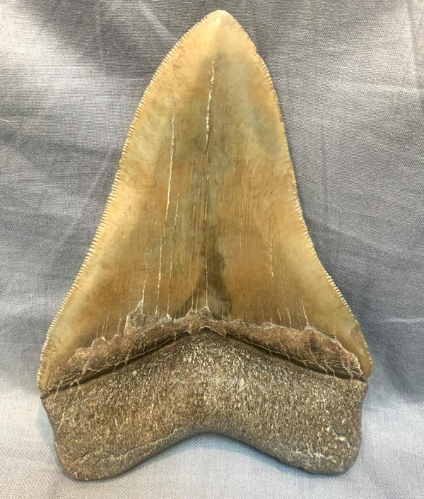 Megalodon tooth262 Side2 600x706