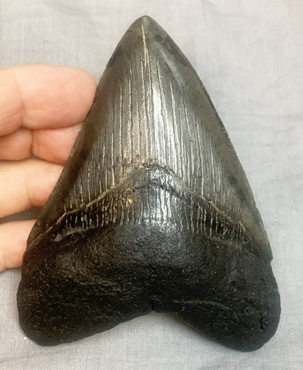 Shark Meg tooth