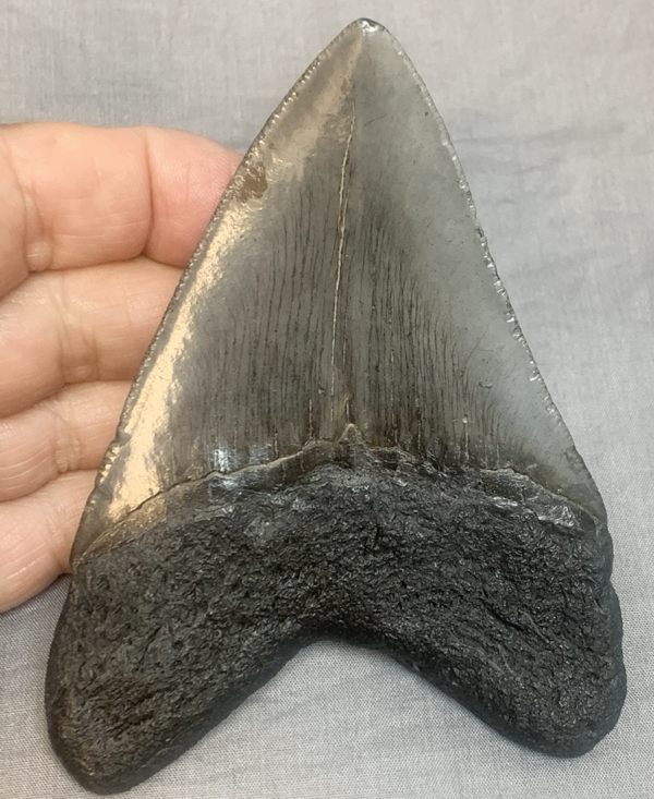 Megalodon tooth263 Side2 600x733