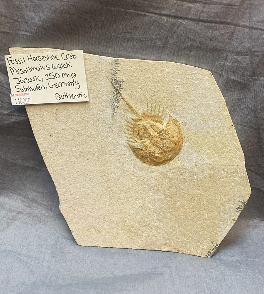 FOSSIL HORSESHOE CRAB SOLNHOFEN Image 4
