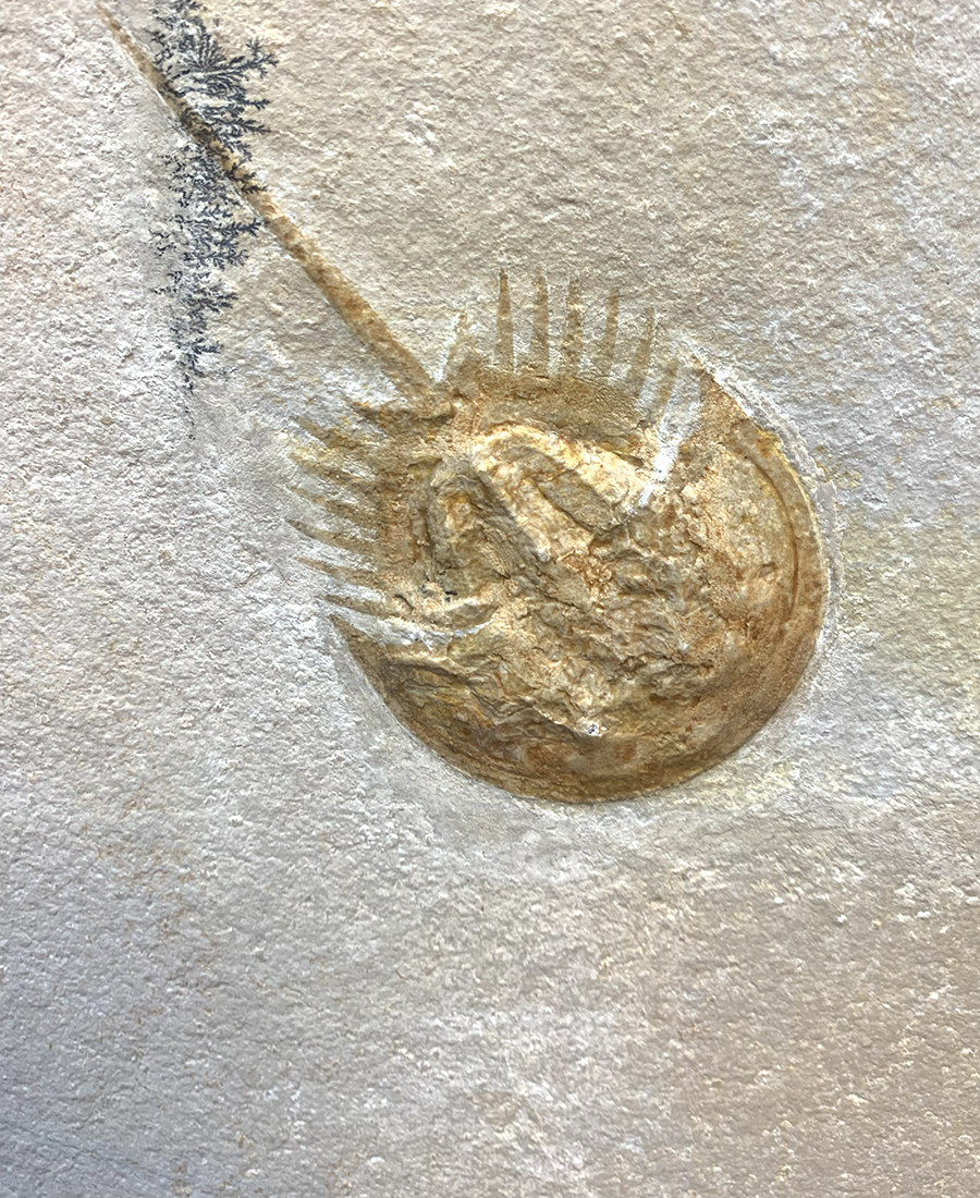 FOSSIL HORSESHOE CRAB SOLNHOFEN