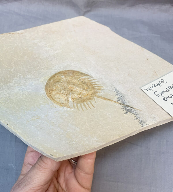 HorseshoeCrab side 600x667
