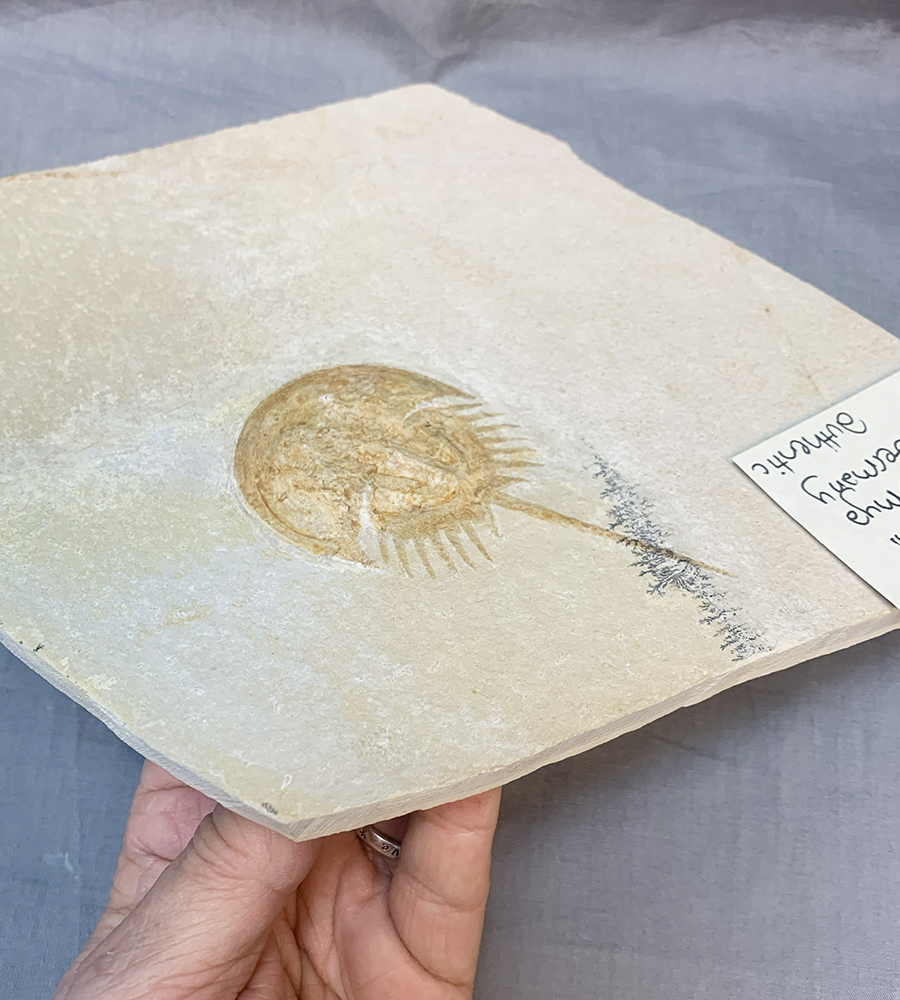 FOSSIL HORSESHOE CRAB SOLNHOFEN Image 2